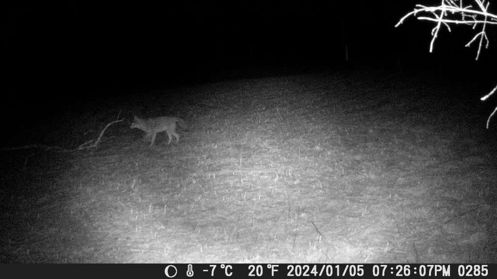 Night IR Vision